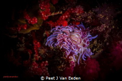 Coral Nudibranch in False Bay of the Cape Peninsula by Peet J Van Eeden 